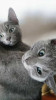 Скидка от питомника. Русские голубые котята